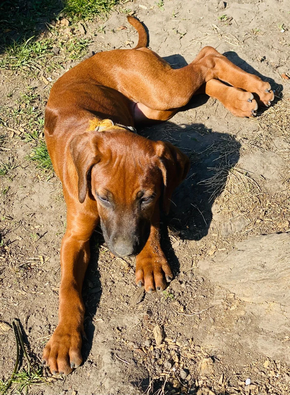 Fjella