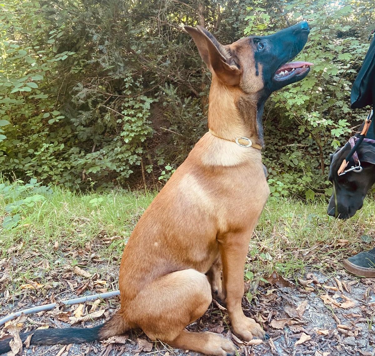Assistenzhündin KI – junger Hund mit braunem Fell und dunkler Gesichtsmaske sitzt aufmerksam im Wald.