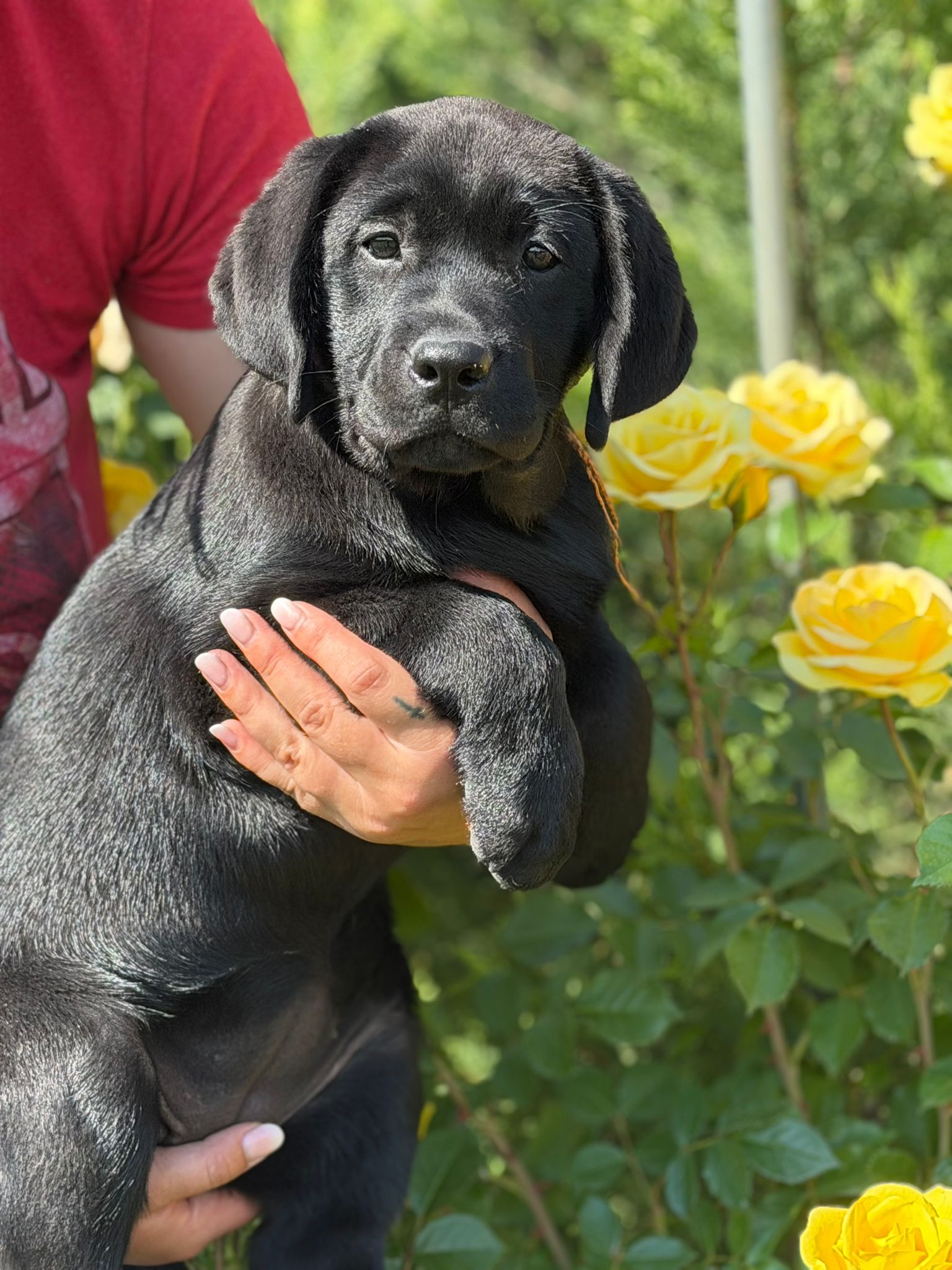 Schwarze Labradorwelpin zwischen gelben Rosen.