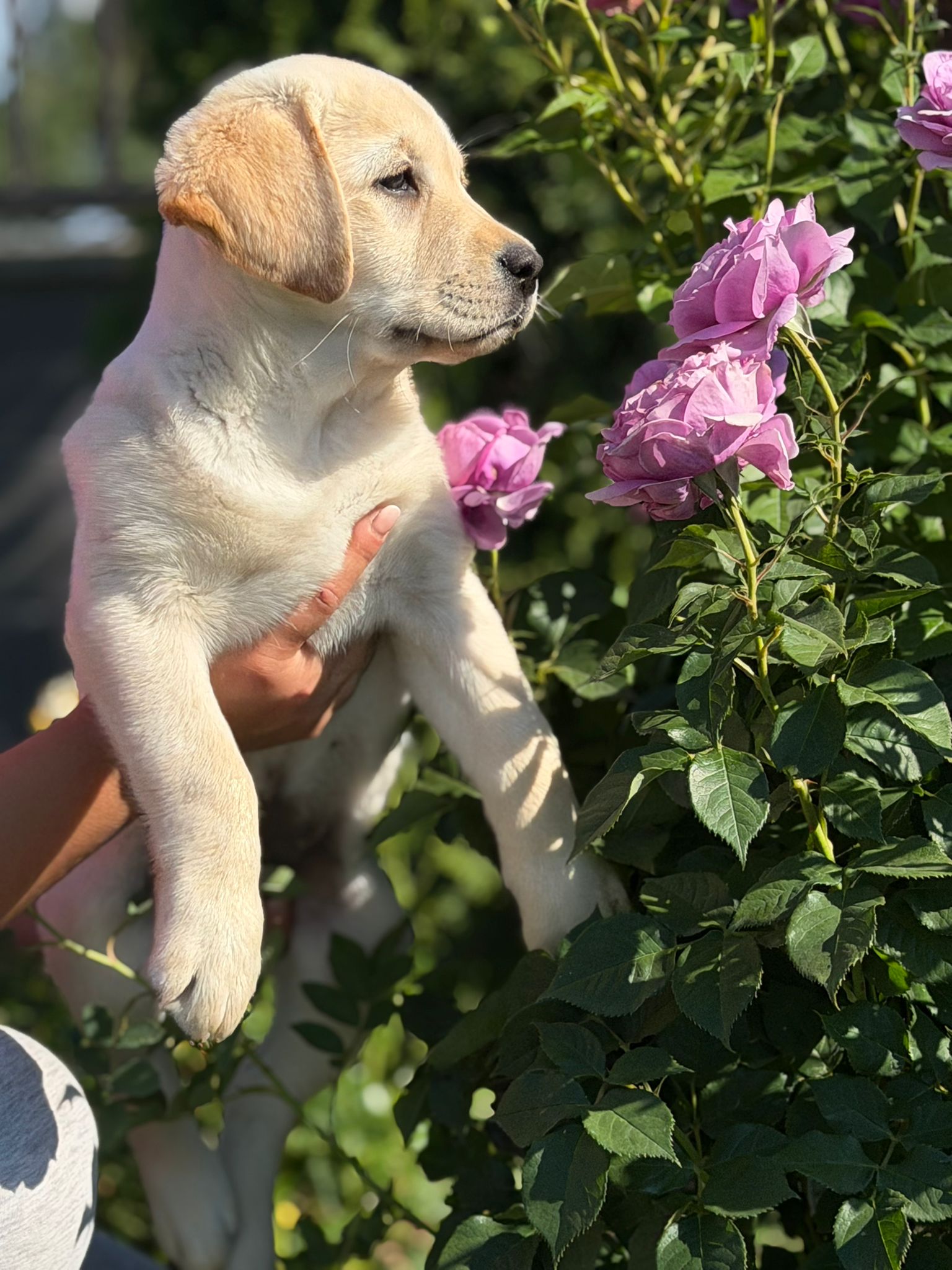 Helle Labradorwelpin sitzt zwischen rosa Rosen.