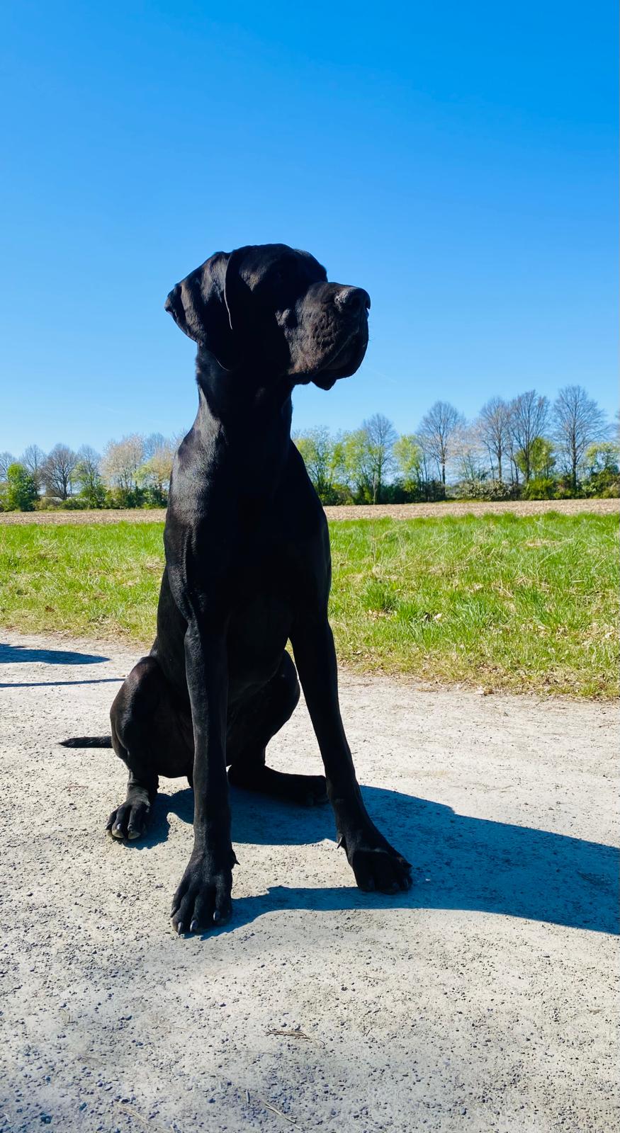Pavarotti, eine schwarze Deutsche Dogge, sitzt aufmerksam auf einem Feldweg.