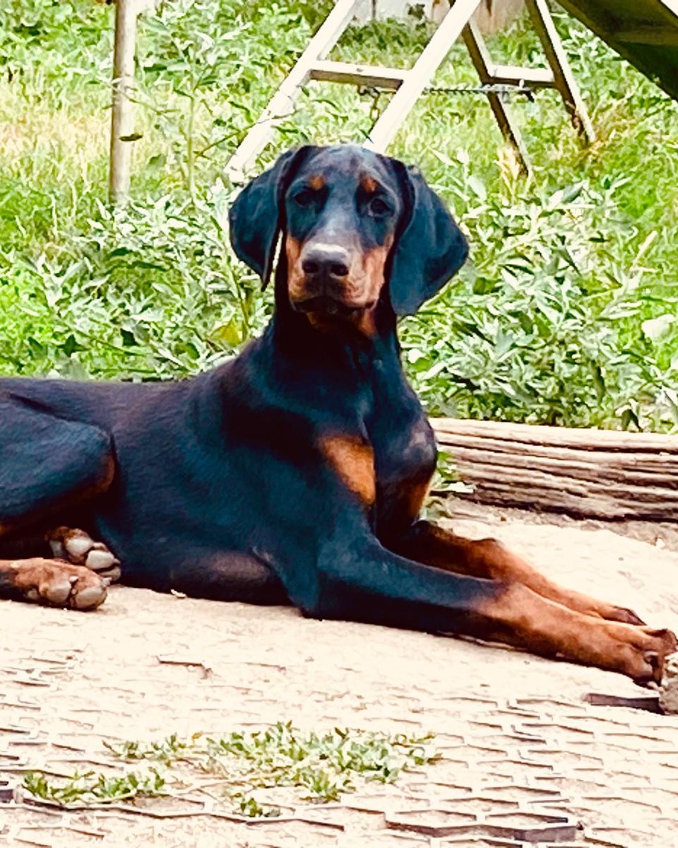 Dobermann-Hündin Zuri liegt aufmerksam im Grünen.