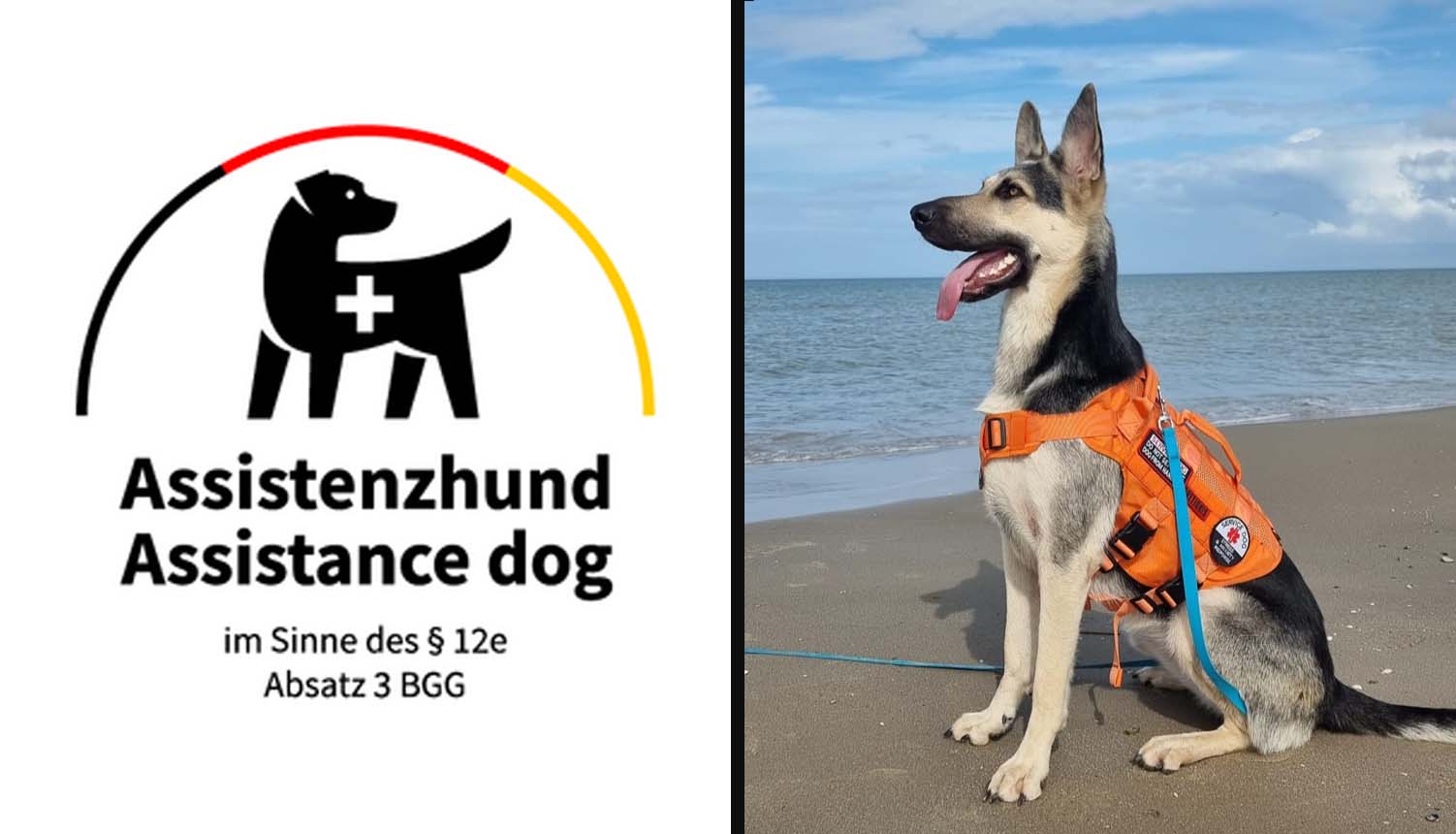 Assistenzhund Arwa sitzt aufmerksam und schaut in die Kamera.