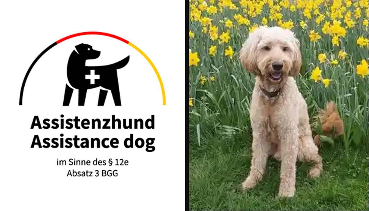 Assistenzhund Eddi sitzt aufmerksam neben seiner Halterin.