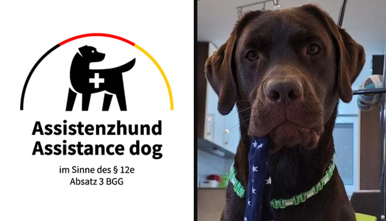 Assistenzhund Ernie liegt entspannt und blickt freundlich.