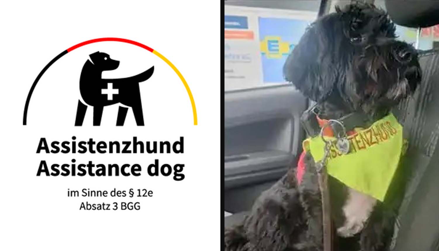Assistenzhund Jona sitzt und blickt aufmerksam in die Kamera.