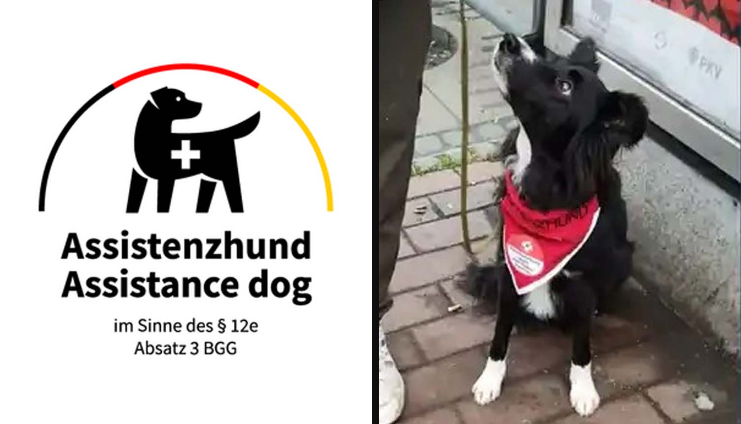 Assistenzhündin June sitzt aufmerksam und blickt freundlich in die Kamera.