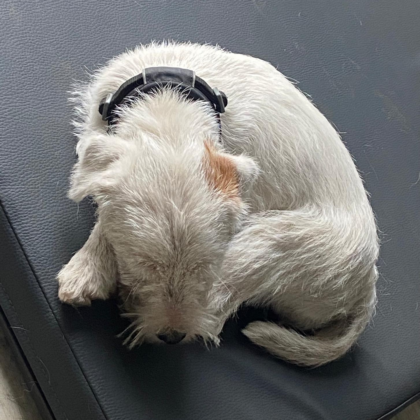 Junge Parson Russell Terrier Hündin Edda blickt aufmerksam und freundlich in die Kamera.