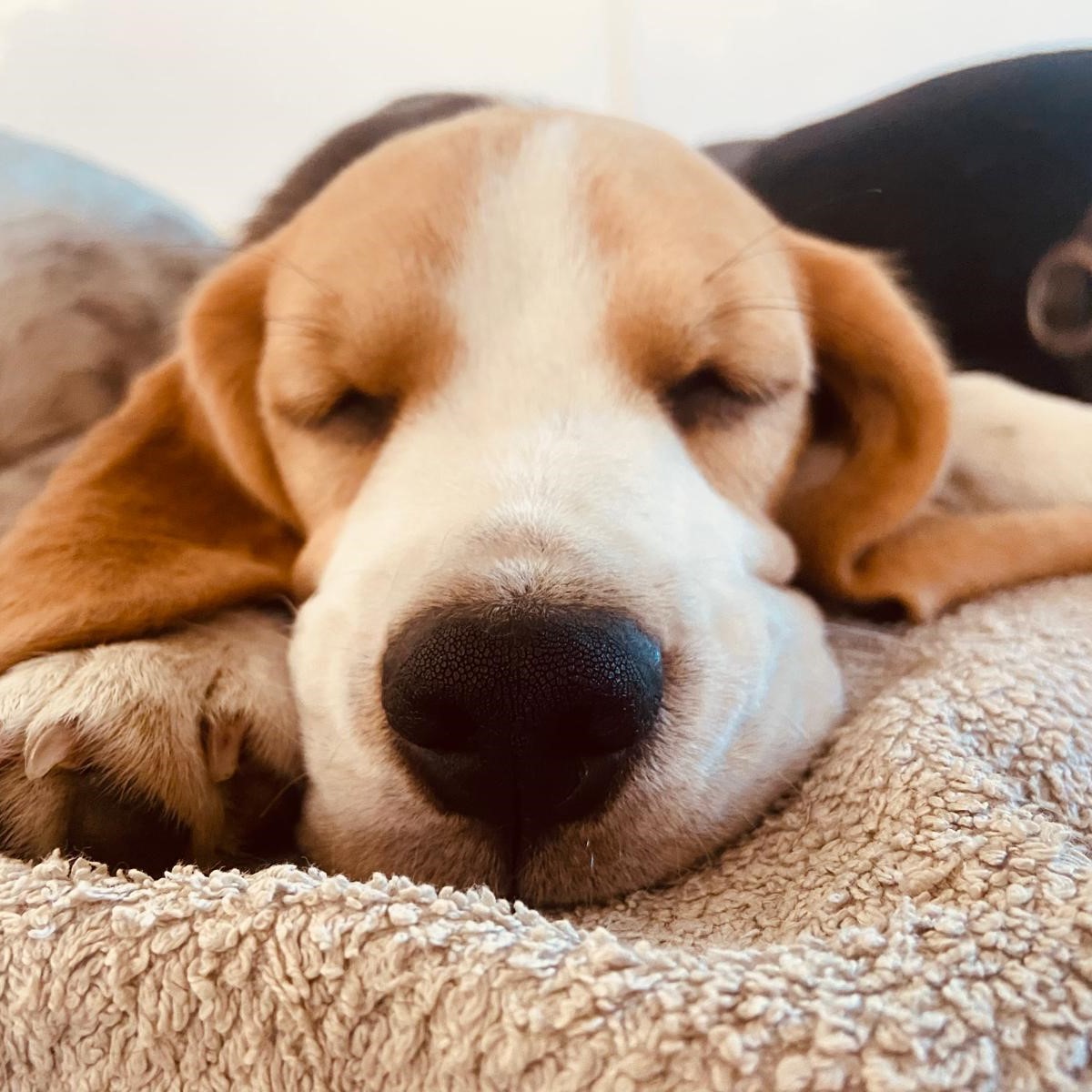 Beagle-Junghündin Inge blickt neugierig und freundlich in die Kamera.