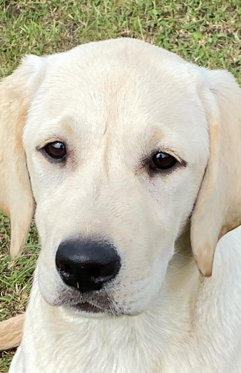 Junge Labradorhündin Lunar blickt freundlich und aufmerksam in die Kamera.