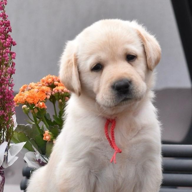 Junge Labradorhündin mit rotem Bändchen sitzt neugierig vor Blumen.