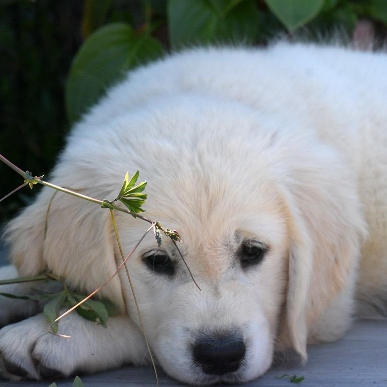 Junger Golden Retriever schaut sanft und aufmerksam in die Kamera.