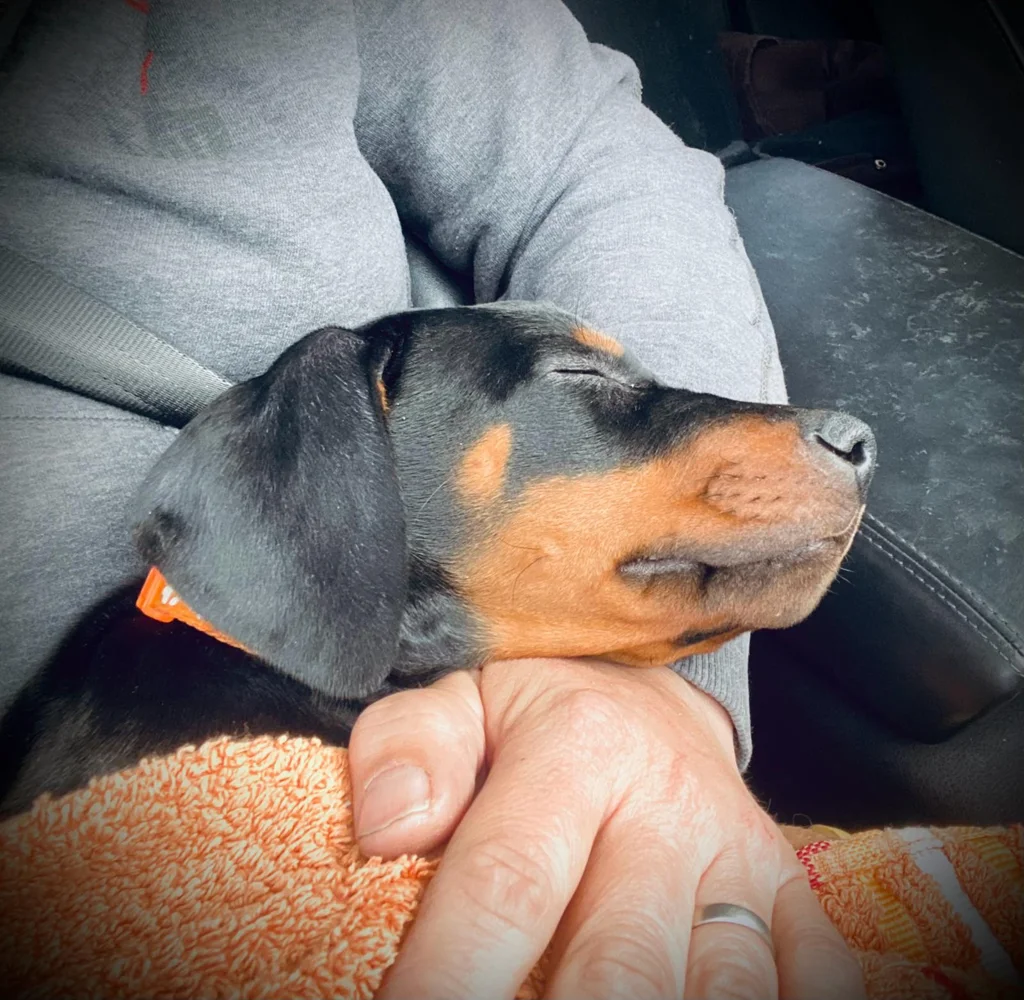 Dobermann-Hündin Skadi blickt aufmerksam und selbstbewusst in die Kamera.